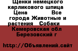 Щенки немецкого карликового шпица › Цена ­ 20 000 - Все города Животные и растения » Собаки   . Кемеровская обл.,Березовский г.